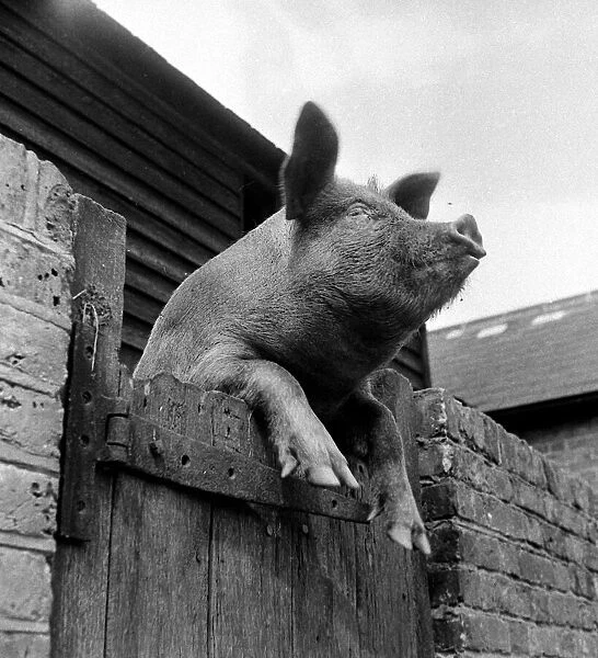 Its a pigs life. Blondie the pig at Church Down farm near Dartford