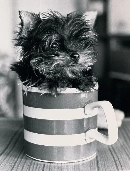 Pint sized Puppy Jamie a Yorkshire Terrier can fit into a mug Dogs cute