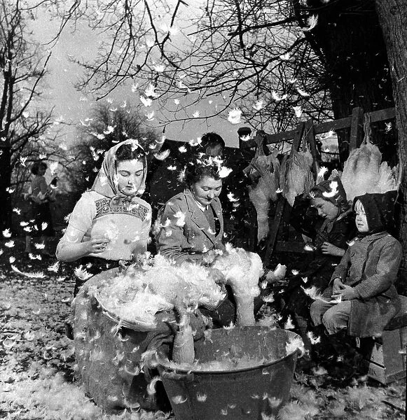 Plucking Geese - pauline Wills and Mrs Gladys Banks December 1957