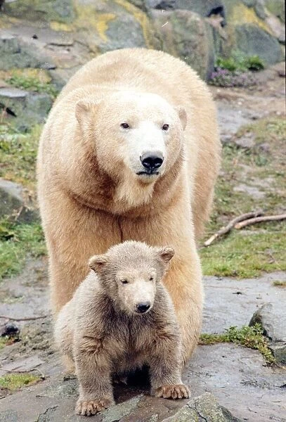 Polar bear with cub March 1992
