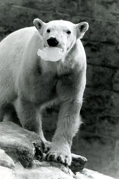 Polar bear with mouth full of ice at Chessington Zoo, surrey Snow icy cold snowy