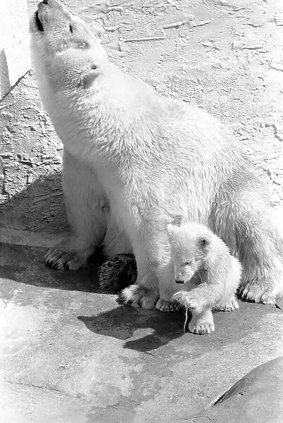 Polar Bears at Bristol Zoo. April 1975 75-2068-019