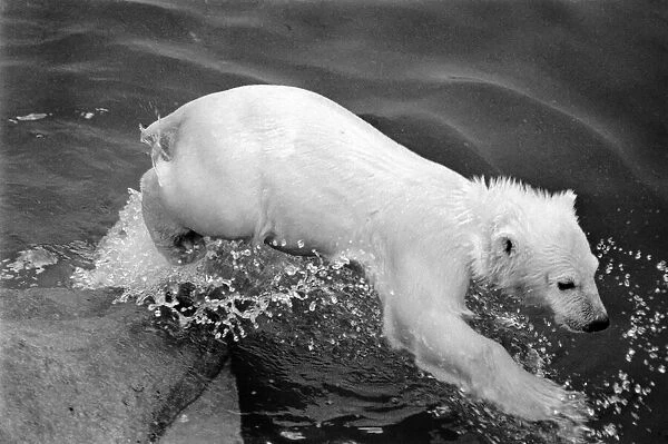 Polar Bears at Bristol Zoo. April 1975 75-2224-003