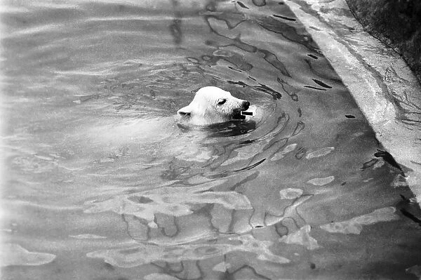 Polar Bears at Bristol Zoo. April 1975 75-2224-010