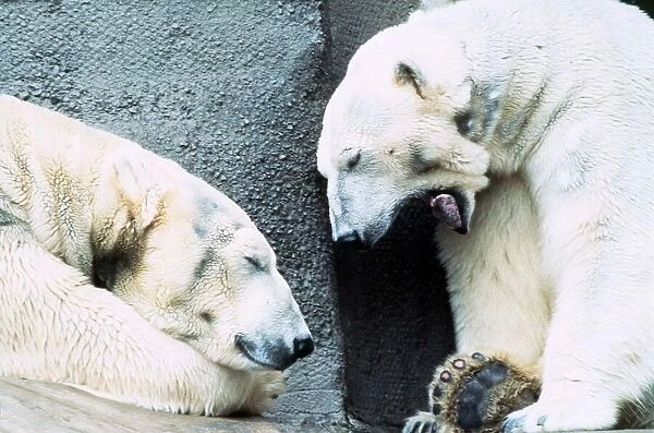 Polar Bears at London Zoo - March 1984