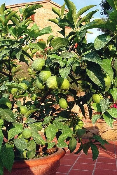 Potted Lemon Tree - Italy Umbria region Food Fruit Lemons