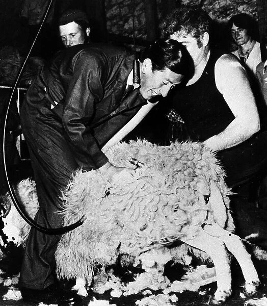 Prince Charles sheep shearing July 1979