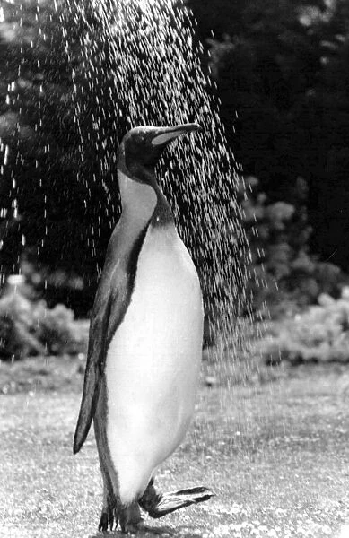 Pringle the penguin having a shower. 11th July 1990 P044359