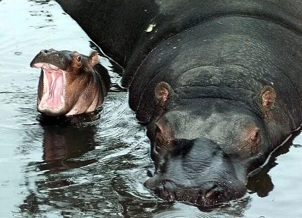 Proud mum Gertie the hippo with newborn Gizmo at the West Midland Safari Park, Bewdley