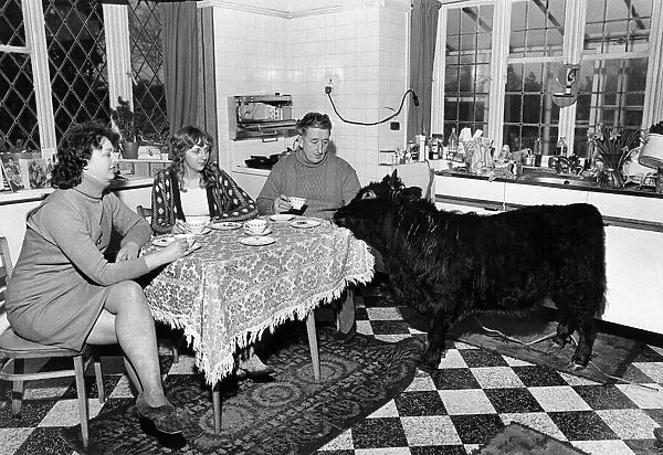 Not quite a bull in a China shop. Titch joins Mrs. Jean Haddock (left)