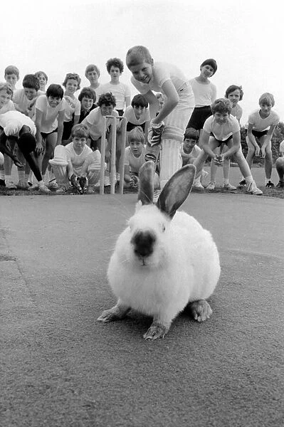 Rabbits on cricket pitch. July 1981