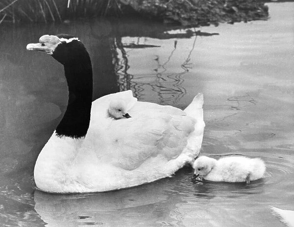These rare black necked swan cygnets have to take turns rinding on mums back