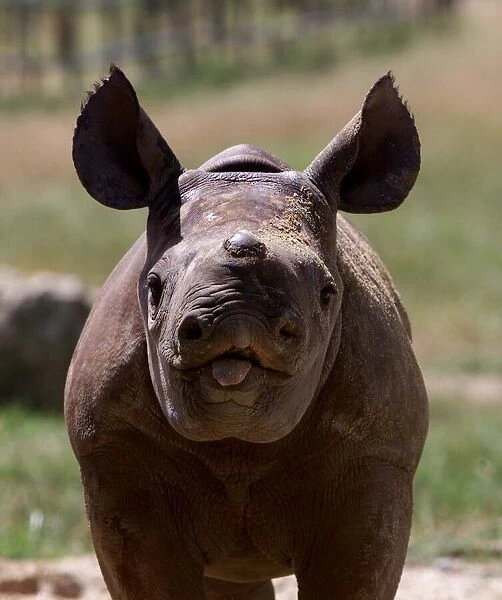 Rare black rhino born at Port Lympe Zoo she is six weeks old