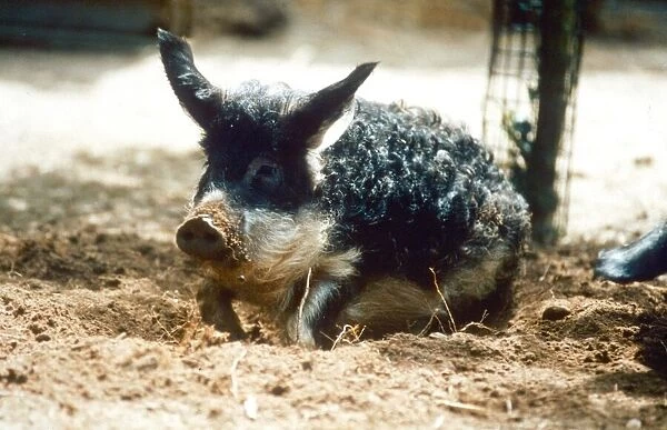 Rare Hungarian pig playing in the dirt at Banham Zoo, Norfolk August 1995