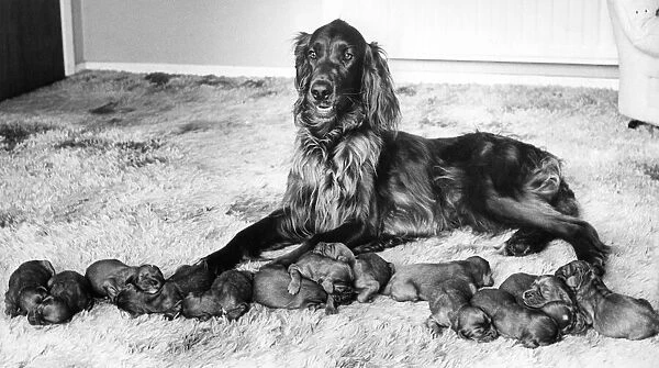 A Red Setter with a large litter of puppies