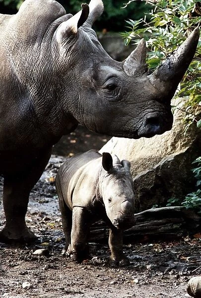 Rhino adult and baby rhino in the wild circa 1994