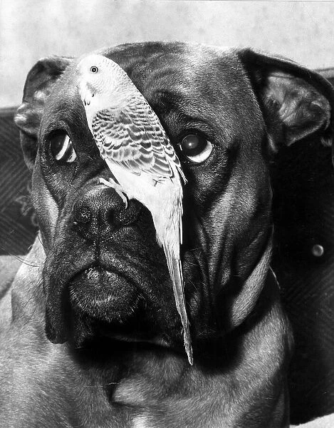 Rifle the Boxer dog and one of his best friends. Rifles owner has four Budgies who get