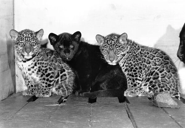 Rio, Jackson and Hugo the Jaguar cubs. January 1989 P004055