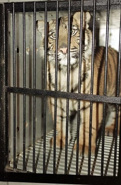 Roque the Tiger arrives at the Born Free Sanctuary in Headcorn Kent - from Spain December