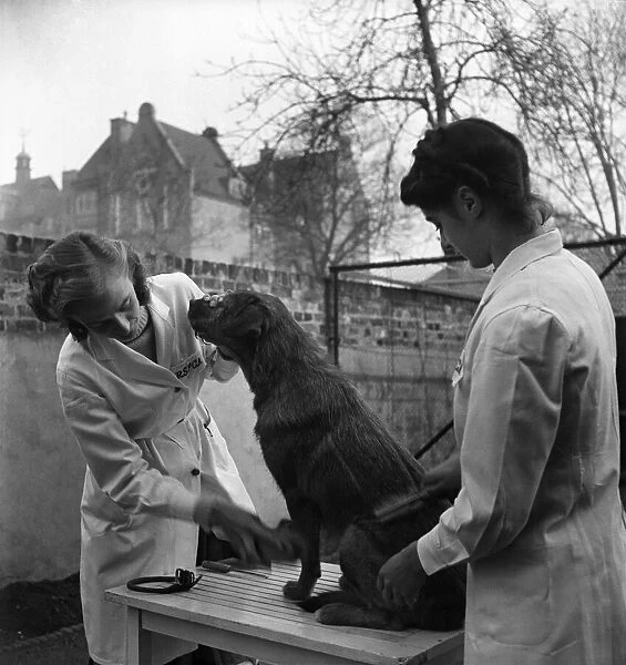 RSPCA Hospital. Vet check on a dog one of the patients at the hospital
