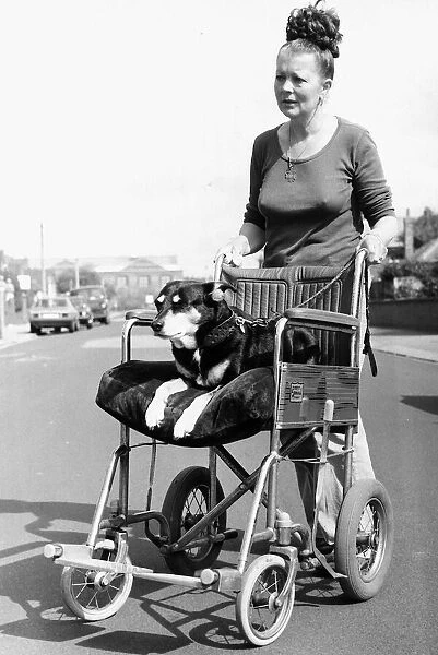Sally the Dog On Wheelchair 1982