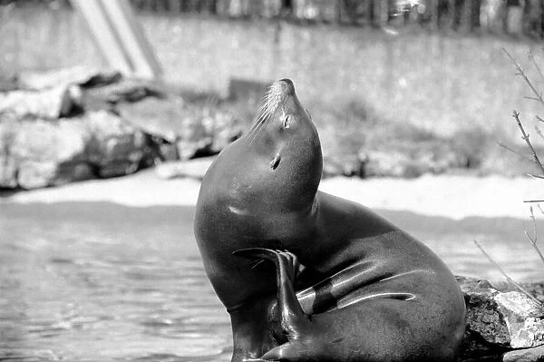 A sea lion in his enclosure at London Zoo February 1975 75-01007-013
