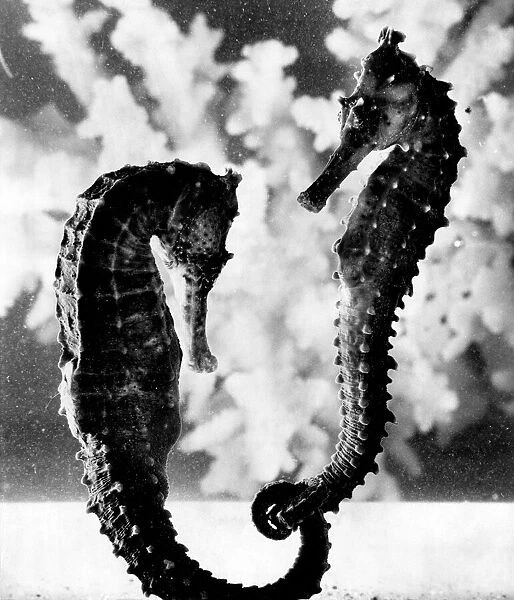 Two seahorses. February 1977 P003643