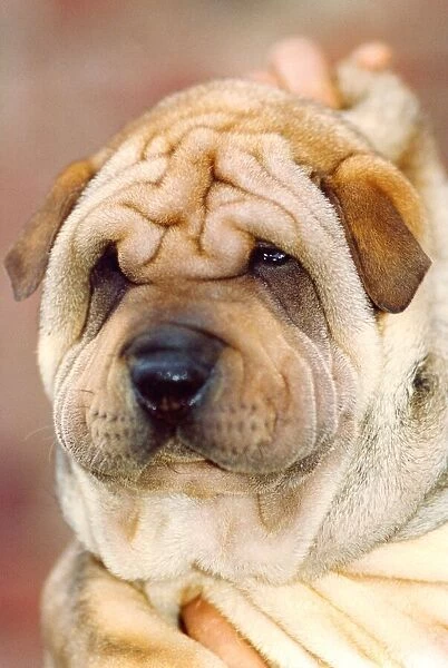 A Shar-Pei puppy, what a beautiful face