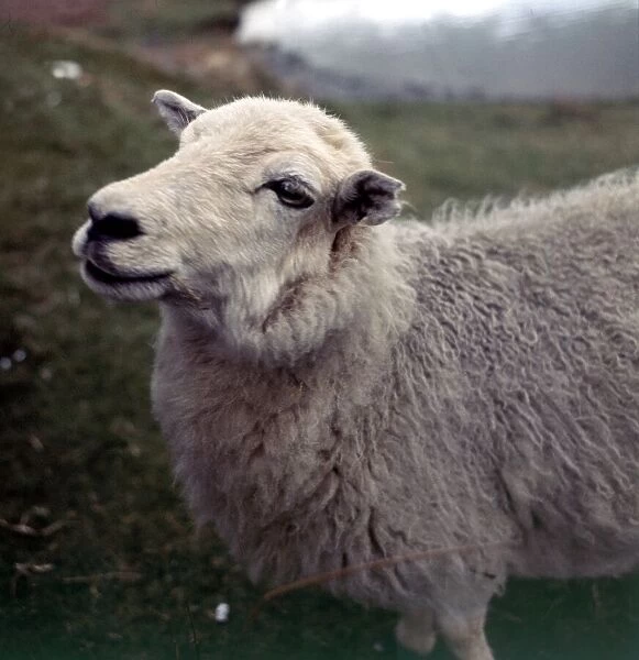 A sheep on the Radmorshire hills in Wales May 1973