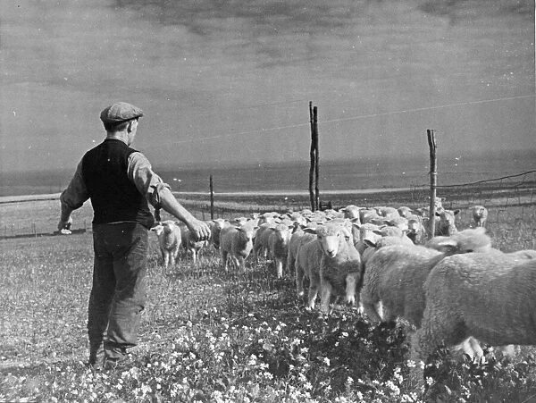 Shepherd Tom Goodban with his sheep. Dover, Kent. Picture taken 1st