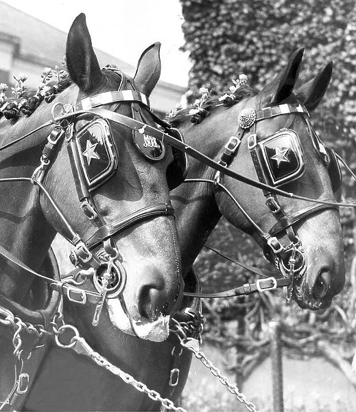 Sherry and Gin, two of Newcastle Breweries dray horses in their May Day finery in 1960