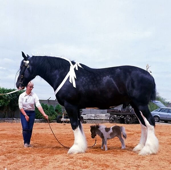 Shire horse Goliath meets miniature horse Bluebell June 1985
