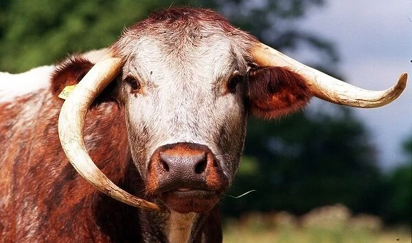 A Shorthorn Organic Cow. July 1999