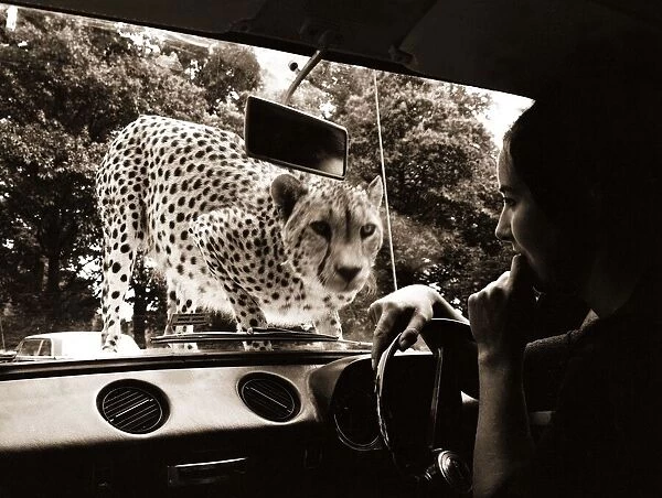Sikuku the Cheetah peers into a car driven by Anne Doe at Woburn wild animal kingdom
