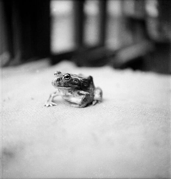A singing Frog from Kenya. June 1952 C2769-005