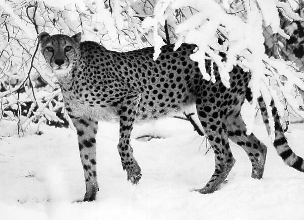 Skinny Cheetah up to her paws in snow. December 1981 P006122