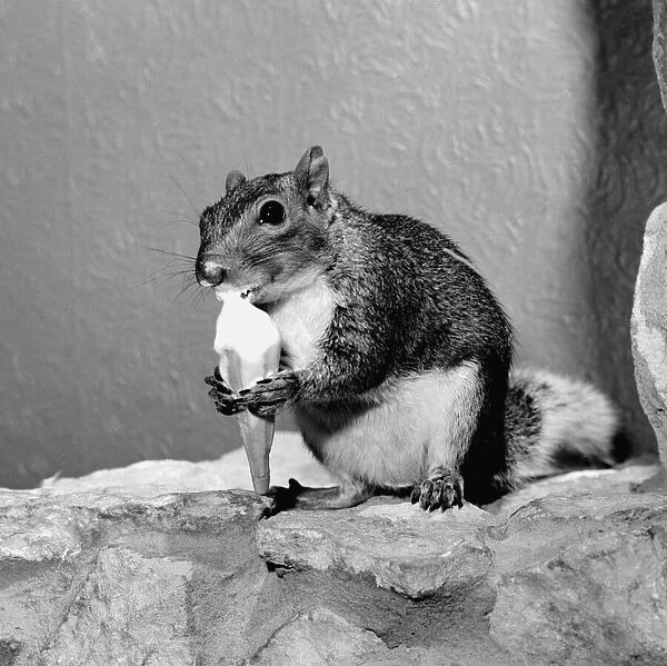 Smokey the squirrel has changed his diet to ice cream cornetto keep cool in the summer