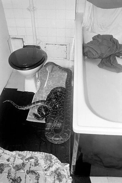 Snakes escape. January 1975 75-00467