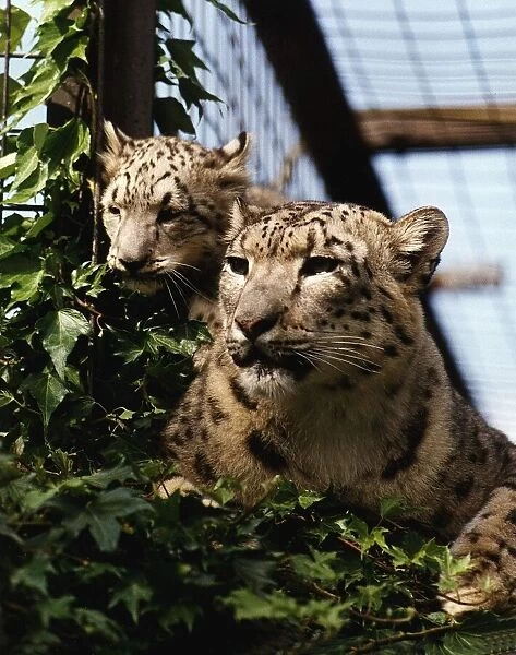 Snow leopard cub Raisa with mother Sham August 1993