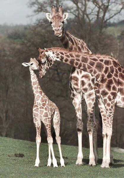 Sophie the newborn Giraffe makes her first public appearance with mum Amy