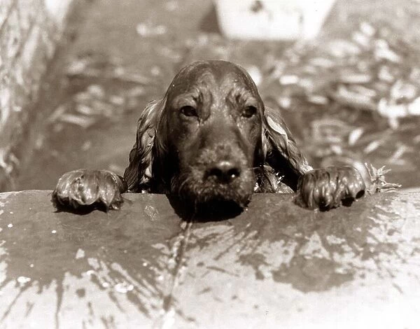 Spaniel Dog takes a dip - June 1986