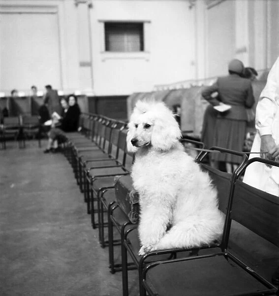 Sparrowick Marshall seen here at the Poodle Club in London
