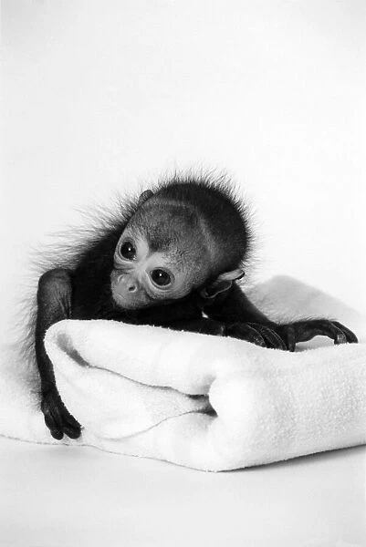 Spider monkey Pedro makes himself at home. May 1994