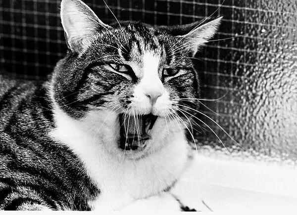 Spyke cat cat yawning - mouth open circa 1980