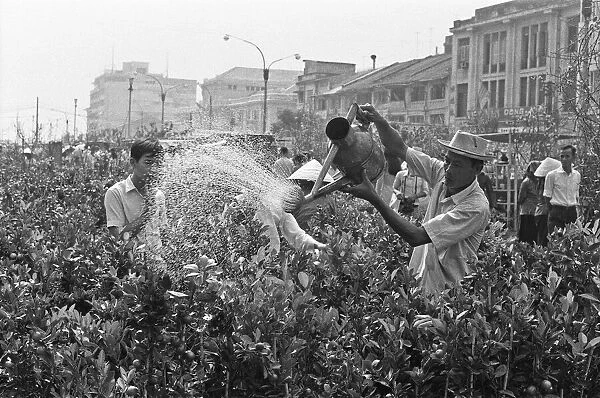 A stall holder waters his flowers and shrubs during the midday heat of Saigon flowers