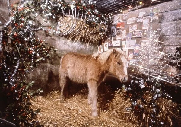 Sunday mirror pony Lucky pictured in a Christmas stable setting December 1982