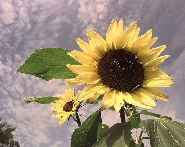 Sunflowers sway in the wind in the new cooks garden at Ryton Organic Gardens