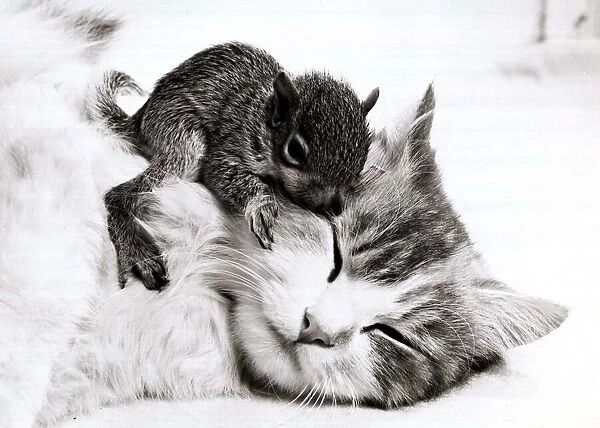 Susie the cat with her newly adopted orphaned baby squirrel at her home in Allenton