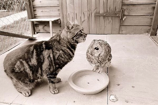 Tabby Cat with Owl March 1966