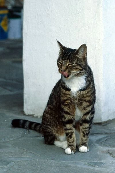 A Tabby Cat sitting on the floor yawning October 1979